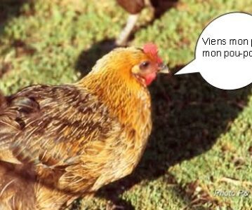 Le bégaiement volontaire
