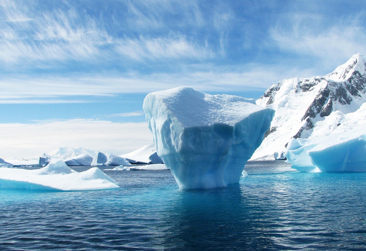 Un olivier sur un iceberg